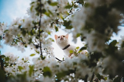 树上短毛白猫的选择性聚焦摄影